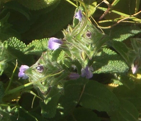 Identification 3 - Lamiaceae